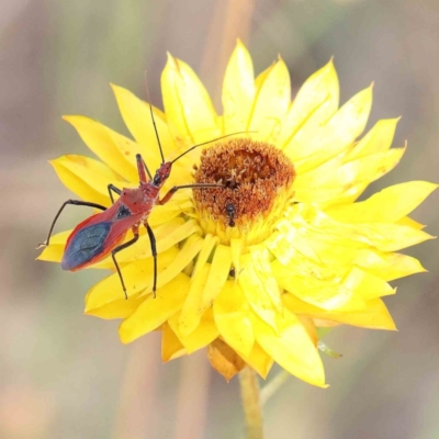 Gminatus australis (Orange assassin bug) at Dryandra St Woodland - 23 Dec 2022 by ConBoekel