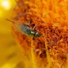 Chalcidoidea (superfamily) at O'Connor, ACT - 24 Dec 2022