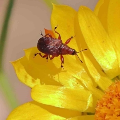 Euops sp. (genus) (A leaf-rolling weevil) at O'Connor, ACT - 23 Dec 2022 by ConBoekel