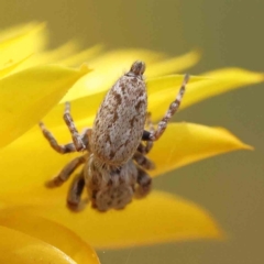 Salticidae (family) (Jumping spider) at O'Connor, ACT - 21 Dec 2022 by ConBoekel