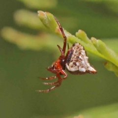 Unidentified Other Arthropod at O'Connor, ACT - 23 Dec 2022 by ConBoekel