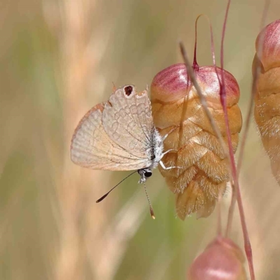 Nacaduba biocellata (Two-spotted Line-Blue) at Dryandra St Woodland - 20 Dec 2022 by ConBoekel