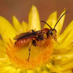 Labium sp. (genus) (An Ichneumon wasp) at Dryandra St Woodland - 20 Dec 2022 by ConBoekel