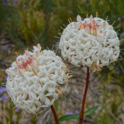 Pimelea linifolia (Slender Rice Flower) at Morton National Park - 30 Nov 2022 by RobG1