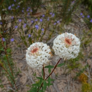 Pimelea linifolia at Sassafras, NSW - suppressed