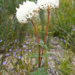 Pimelea linifolia at Sassafras, NSW - suppressed