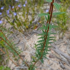 Pimelea linifolia at Sassafras, NSW - suppressed