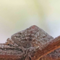 Dolophones sp. (genus) (Wrap-around spider) at Dryandra St Woodland - 23 Dec 2022 by ConBoekel