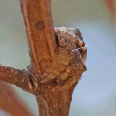 Dolophones sp. (genus) at O'Connor, ACT - 23 Dec 2022 11:41 AM