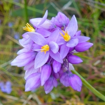 Sowerbaea juncea (Vanilla Lily) at Sassafras, NSW - 30 Nov 2022 by RobG1