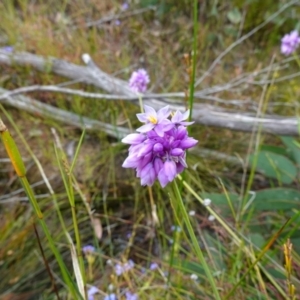 Sowerbaea juncea at Sassafras, NSW - 30 Nov 2022