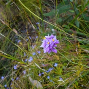 Sowerbaea juncea at Sassafras, NSW - 30 Nov 2022