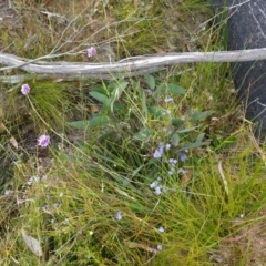 Sowerbaea juncea at Sassafras, NSW - suppressed