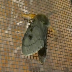 Unidentified Moth (Lepidoptera) (TBC) at Murga, NSW - 1 Jan 2023 by Paul4K