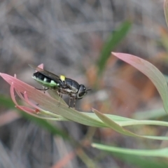 Odontomyia hunteri (Soldier fly) at Aranda, ACT - 3 Jan 2023 by rickkuhn