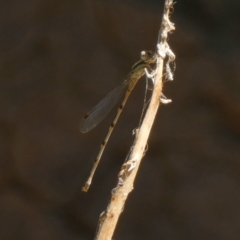 Unidentified Damselfly (Zygoptera) at Murga, NSW - 3 Jan 2023 by Paul4K