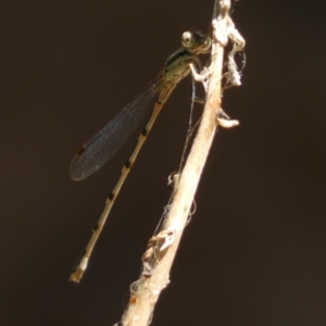 Austrolestes sp. (genus) at Murga, NSW - suppressed