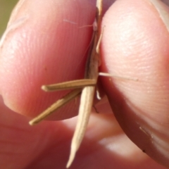 Unidentified Grasshopper (several families) at Murga, NSW - 2 Jan 2023 by Paul4K