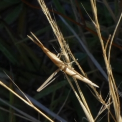 Acrida conica at Murga, NSW - suppressed