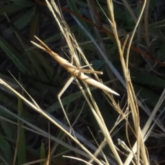 Acrida conica at Murga, NSW - suppressed