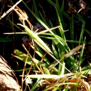 Keyacris sp. (genus) at Murga, NSW - suppressed