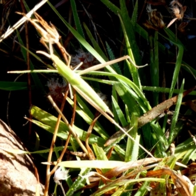 Unidentified Grasshopper (several families) at Murga, NSW - 2 Jan 2023 by Paul4K