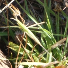 Keyacris sp. (genus) at Murga, NSW - suppressed