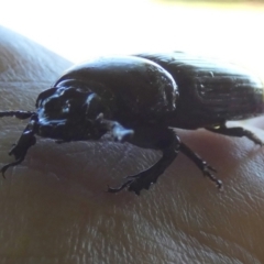 Unidentified Beetle (Coleoptera) at Murga, NSW - 2 Jan 2023 by Paul4K