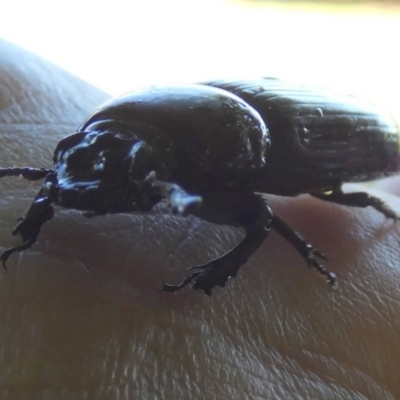 Unverified Beetle (Coleoptera) by Paul4K
