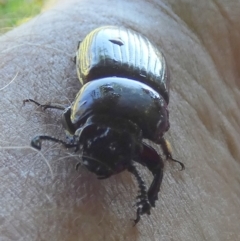 Passalidae (family) at Murga, NSW - suppressed