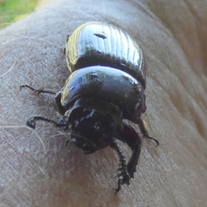 Passalidae (family) at Murga, NSW - suppressed