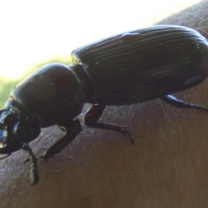 Passalidae (family) at Murga, NSW - suppressed