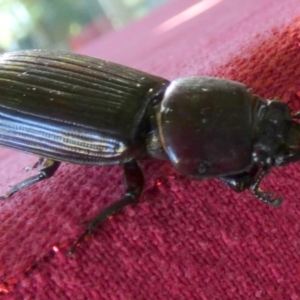 Passalidae (family) at Murga, NSW - suppressed