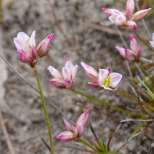 Laxmannia gracilis at Sassafras, NSW - suppressed