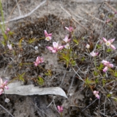 Laxmannia gracilis at Sassafras, NSW - suppressed