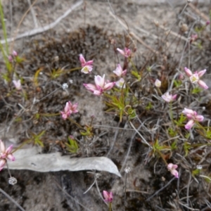 Laxmannia gracilis at Sassafras, NSW - 30 Nov 2022