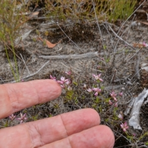 Laxmannia gracilis at Sassafras, NSW - suppressed