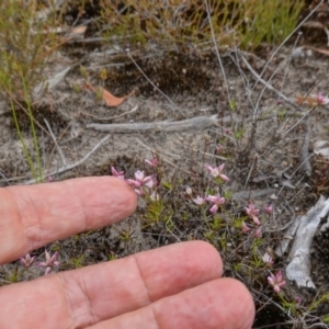 Laxmannia gracilis at Sassafras, NSW - 30 Nov 2022