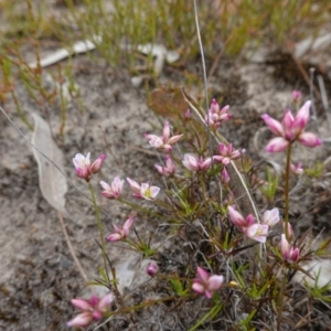 Laxmannia gracilis at Sassafras, NSW - suppressed