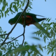 Alisterus scapularis (Australian King-Parrot) at Murga, NSW - 3 Jan 2023 by Paul4K