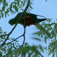 Alisterus scapularis (Australian King-Parrot) at Murga, NSW - 2 Jan 2023 by Paul4K
