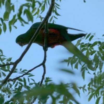 Alisterus scapularis (Australian King-Parrot) at Murga, NSW - 2 Jan 2023 by Paul4K