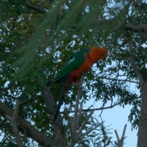 Alisterus scapularis at Murga, NSW - 3 Jan 2023