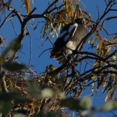 Gymnorhina tibicen (Australian Magpie) at Murga, NSW - 3 Jan 2023 by Paul4K