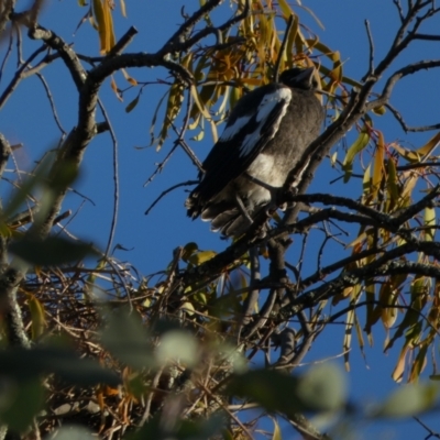 Gymnorhina tibicen (Australian Magpie) at Murga, NSW - 3 Jan 2023 by Paul4K