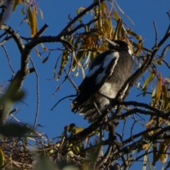 Gymnorhina tibicen at Murga, NSW - 3 Jan 2023