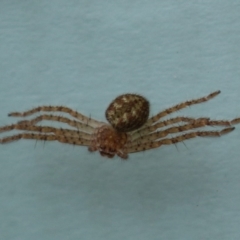 Sparassidae (family) (A Huntsman Spider) at Lake Tuggeranong - 4 Jan 2023 by RodDeb