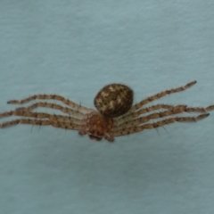 Sparassidae sp. (family) (A Huntsman Spider) at Greenway, ACT - 4 Jan 2023 by RodDeb
