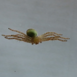 Sparassidae (family) at Greenway, ACT - 4 Jan 2023