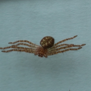 Sparassidae (family) at Greenway, ACT - 4 Jan 2023